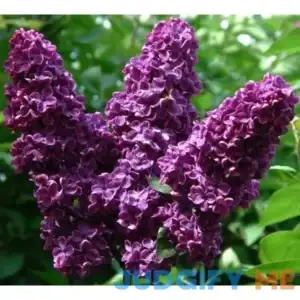 Spectacular Flowering Lilac French Dark Purple Potted Plant