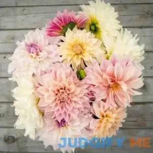 Eden Brothers Dahlia Bulbs Celestial Mix