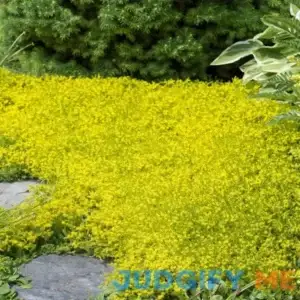 Yellow Acre Sedum Seeds for Planting (200 Seeds) Stunning Yellow Groundcover -