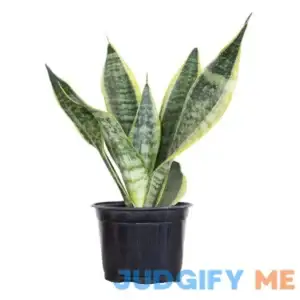United Nursery Live Snake Plant Sansevieria Laurentii in 6 inch Grower Pot