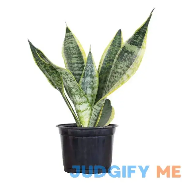 United Nursery Live Snake Plant Sansevieria Laurentii in 6 inch Grower Pot United Nursery Live Snake Plant Sansevieria Laurentii in 6 inch Grower Pot
