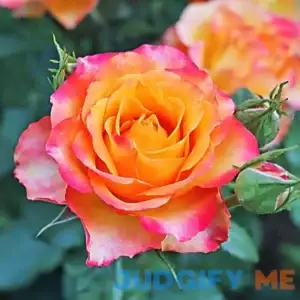 national PLANT NETWORK Bare Root Multi-Color Rose Plant with Blooms