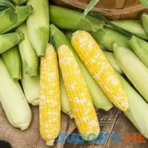 Sweet Corn Gotta Have It Hybrid