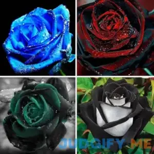 50pcs Black/Red/Blue/Green Rose Seeds for Planting Rare Flowers Garden Plants (Dark Green)