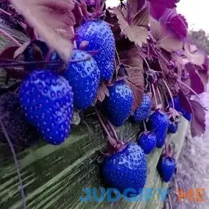 MITRAEE 100pcs Blue Strawberry Fruit Seeds
