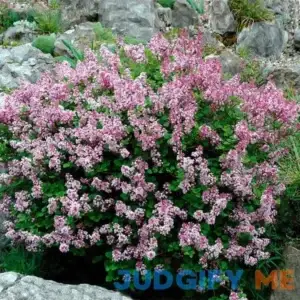 Dwarf Korean Lilac Shrub/Bush