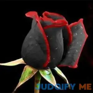 QAUZUY GARDEN 200 Black and Red Rose Flower Seeds for Planting