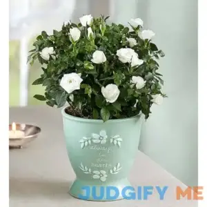 1-800-Flowers New For Mother's Day Heartfelt Memory Rose Plant Heartfelt Memory Rose