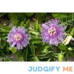MAYPOP PURPLE PASSION FLOWER PLANT