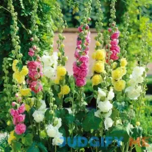 Van Zyverden Full Sun Hollyhocks Mix Bare Root Plant
