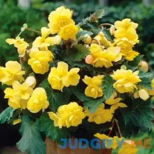 Van Zyverden Begonia Full Shade Pendula Dormant Flower Bulb