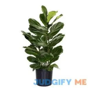 Fiddle Leaf Fig Ficus Lyrata Live Houseplant in 9.25 inch Grower Pot