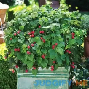 Bushel and Berry Raspberry Shortcake Bush