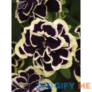 Burpee Petunia Midnight Gold 4 Plants