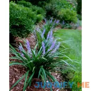 Super Blue Liriope 10 Live Plants