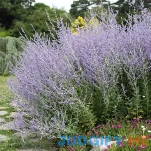 Blue Spires Russian Sage