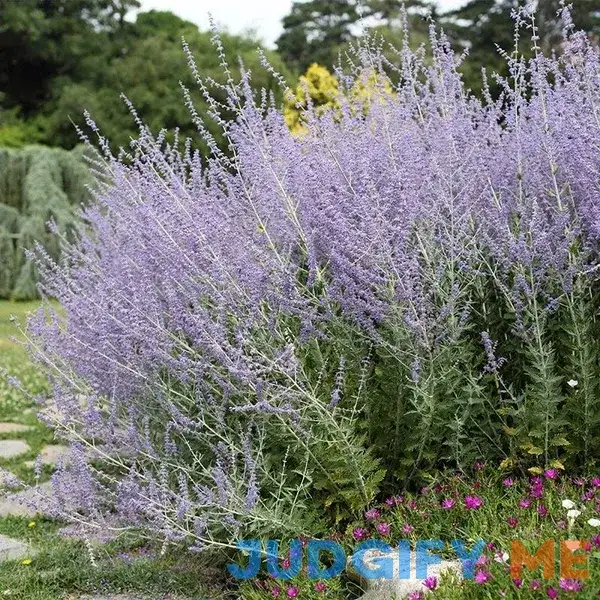 Blue Spires Russian Sage Blue Spires Russian Sage