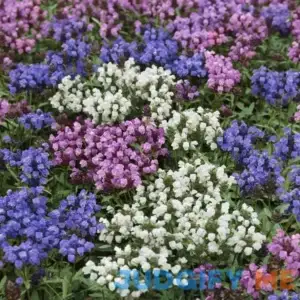 Outsidepride 2000 Seeds Perennial Prunella Ground Cover Seed
