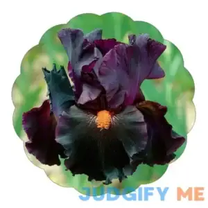 Old Black Magic Tall Bearded Iris Plant Potted