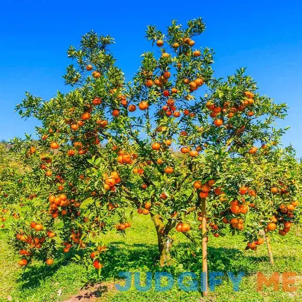 Valencia Orange Tree Valencia Orange Tree
