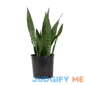 Live Snake Plant Sansievieria Zeylanica in 9.25 Grower Pot
