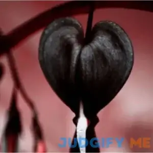 CHUXAY GARDEN Black Dicentra Eximia-Wild Fringed Bleeding-Heart
