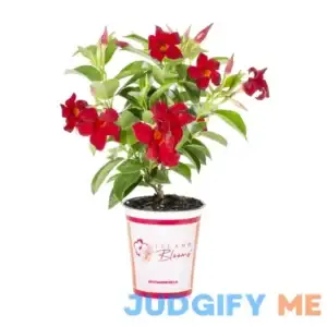 Island Blooms QT Red Mandevilla Live Plants with Grower Pot