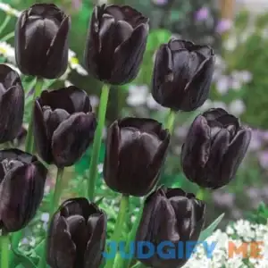 Queen of Night Tulip 10 Per Package Black Tulipa single late 'Queen of Night