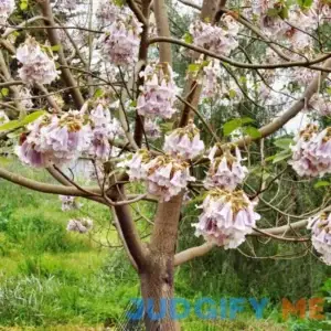 Paulownia Fortunei Seeds Empress Tree