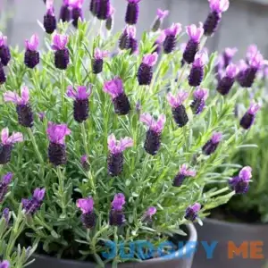 French Lavender Seeds (Lavandula stoechas) Packet of 20 Seeds