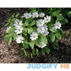 Twinleaf Plant Buy 1 Get 1 Free