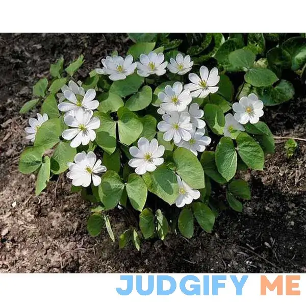 Twinleaf Plant Buy 1 Get 1 Free Twinleaf Plant Buy 1 Get 1 Free