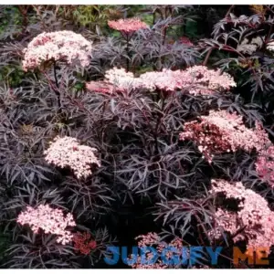 Black Lace Elderberry Sambucus