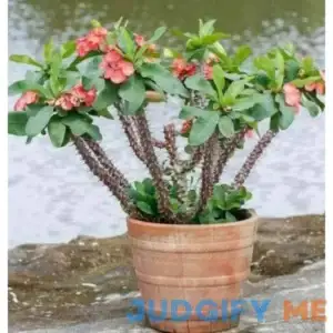 TruBlu Supply One Stem Cutting Red Crown of Thorns Christ Plant