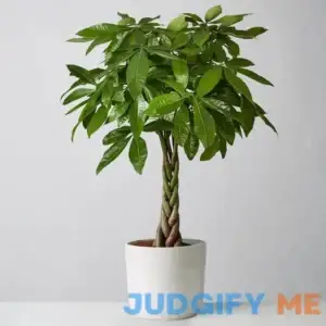 Money Tree Plant | Large Sandstone Container in White - 32-36"H x 9.5"D by Plants.com