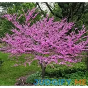 Eastern Redbud Tree Seedlings for Planting Amazing Pink Spring Flowers