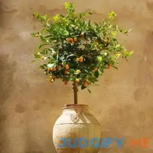 Brighter Blooms Calamondin Tree No Shipping to AL
