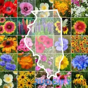 Eden Brothers Illinois Wildflower Seed Mix