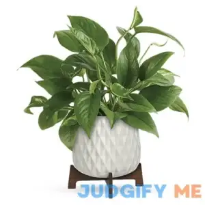 Teleflora Lush Leaves Pothos Plant