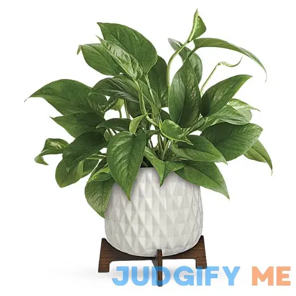 Teleflora Lush Leaves Pothos Plant Teleflora Lush Leaves Pothos Plant