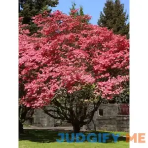 Red Dogwood Tree Buy 1 Get 1 Free
