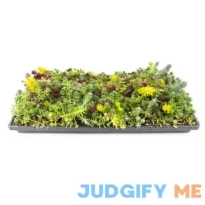 Altman Plants Sedum in 2-Gallon Tray 0872451