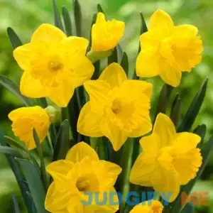 100 Daffodil Bulbs Bulk