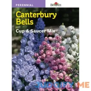 Burpee Canterbury Bells Cup Saucer Mix