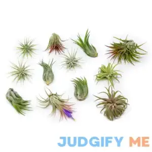 12 Pack Assorted Ionantha Air Plants Wholesale Bulk Live Tillandsia