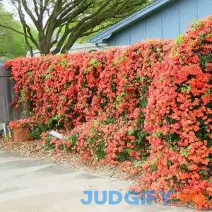 QAUZUY GARDEN 20 Seeds Rare Red Hummingbird Trumpet Creeper Vine Seeds Campsis Radicans Perennial Hardy Flower