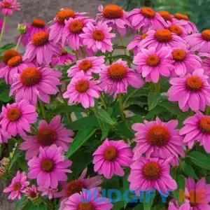 Powwow Wild Berry Coneflower Zone 3-9 Pink