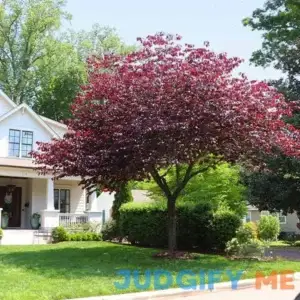 Forest Pansy Redbud Tree