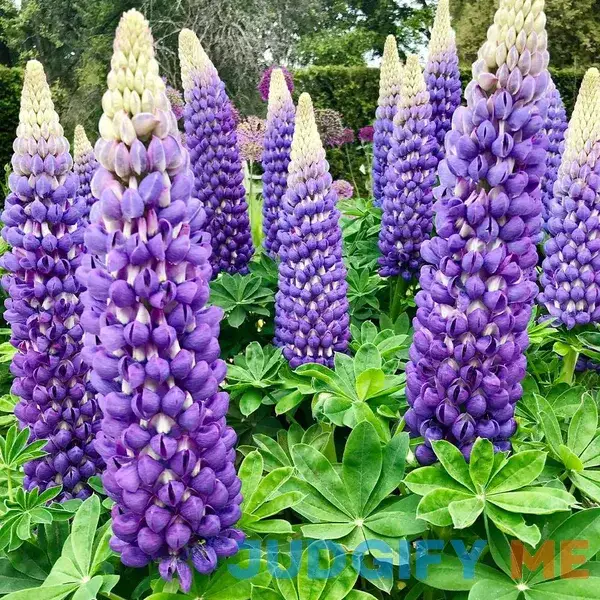 QAUZUY GARDEN 10 QAUZUY GARDEN 10