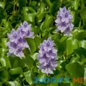 Water Hyacinth Bundle of 3
